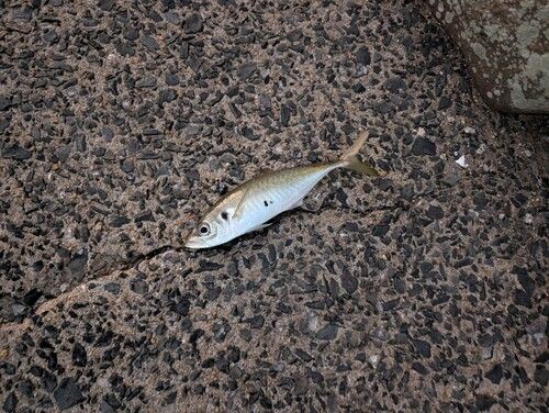 マアジの釣果