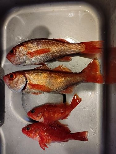 アカムツの釣果