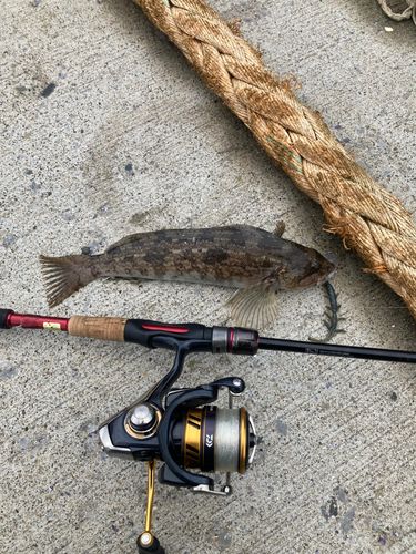 アイナメの釣果