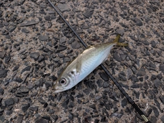 マアジの釣果
