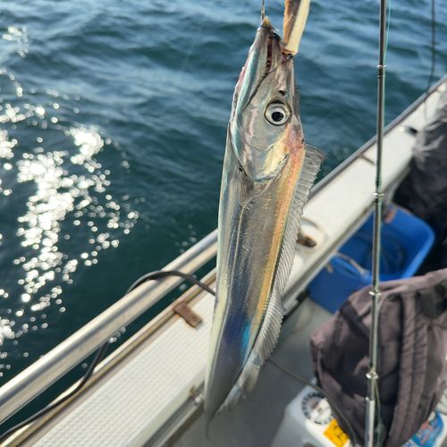 タチウオの釣果