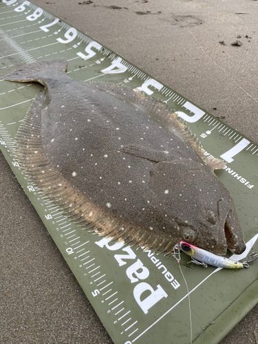 ヒラメの釣果