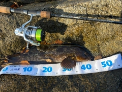 アイナメの釣果