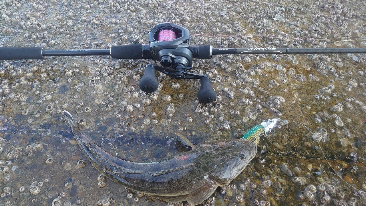 SHIMANO 18ディアルーナ B86Mの最安値・インプレ・釣果 | 本音の口コミ