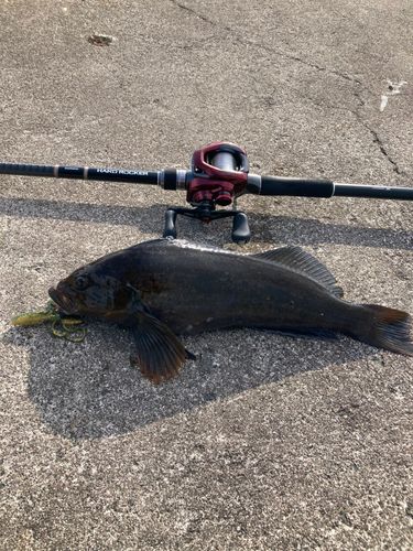 アイナメの釣果