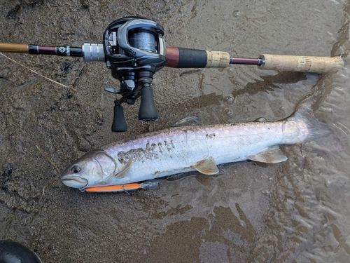 アメマスの釣果