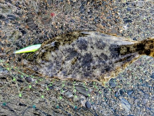 ヒラメの釣果