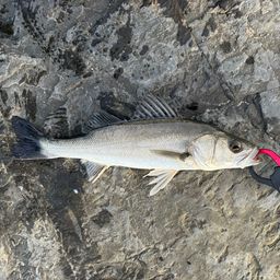 セイゴ（マルスズキ）