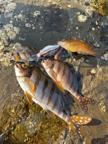 タカノハダイの釣果