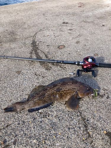 アイナメの釣果