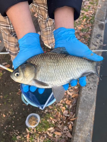 ヘラブナの釣果