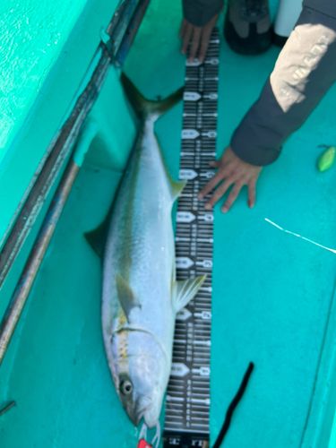 ヒラマサの釣果