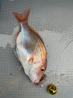 レンコダイの釣果