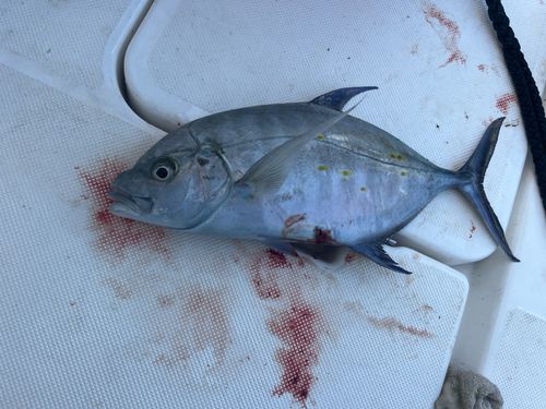 ナンヨウカイワリの釣果
