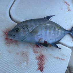 ナンヨウカイワリ