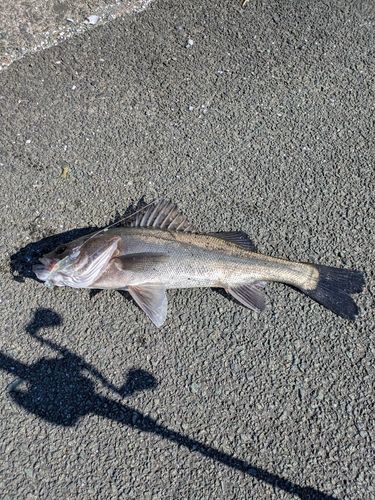 フッコ（マルスズキ）の釣果