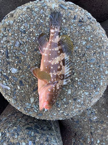 キジハタの釣果