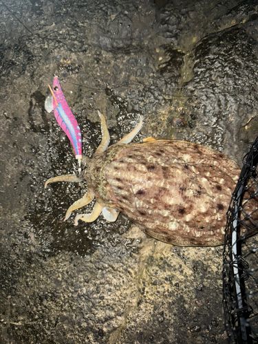 コウイカの釣果