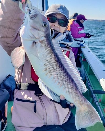 シロアマダイの釣果