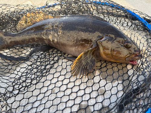 アイナメの釣果