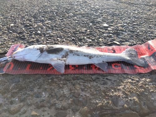 マルスズキの釣果