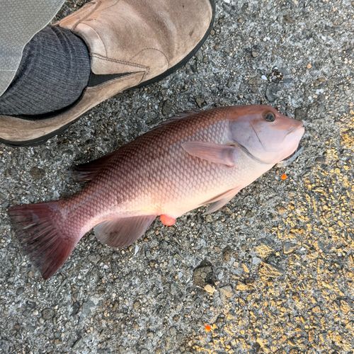 コブダイの釣果