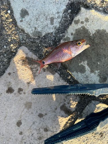 ネンブツダイの釣果