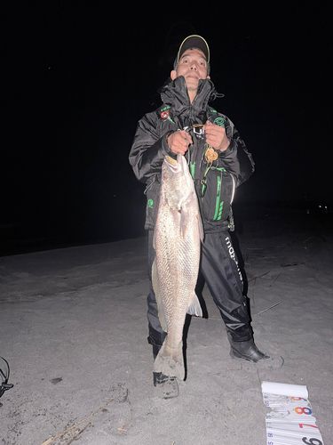 オオニベの釣果