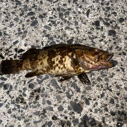 タケノコメバル