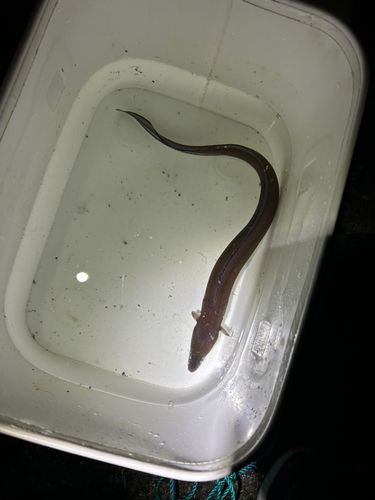 クロアナゴの釣果