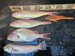 イトヨリダイの釣果