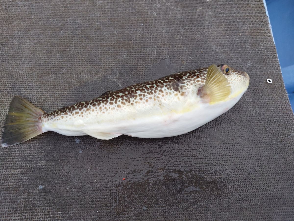 カワハギ太郎さんの釣果 1枚目の画像