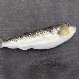 ショウサイフグ