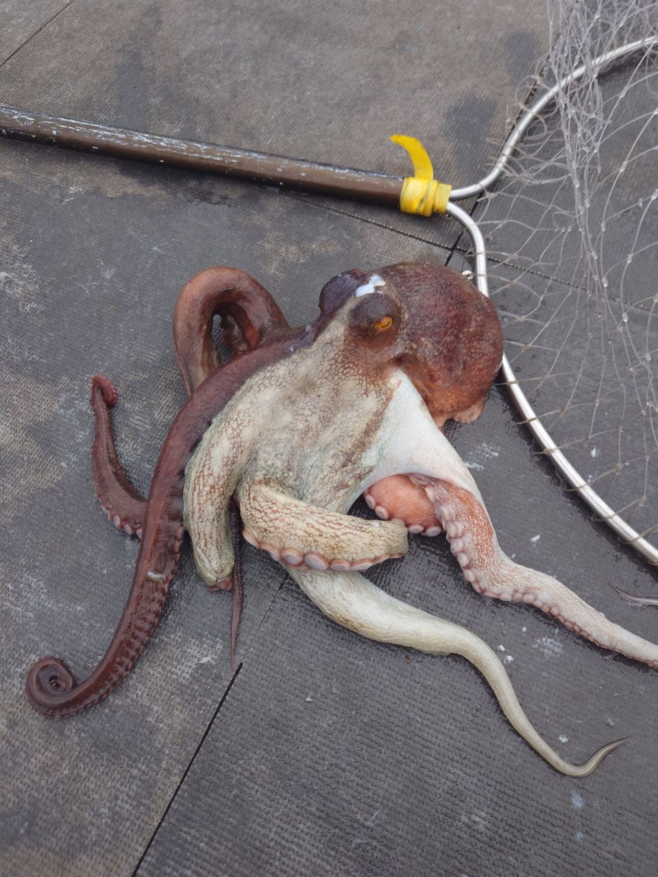 カワハギ太郎さんの釣果 3枚目の画像