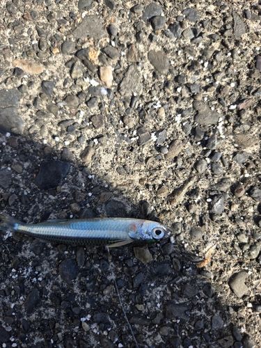 トウゴロウイワシの釣果