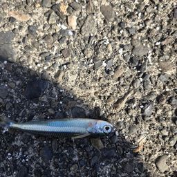 トウゴロウイワシ