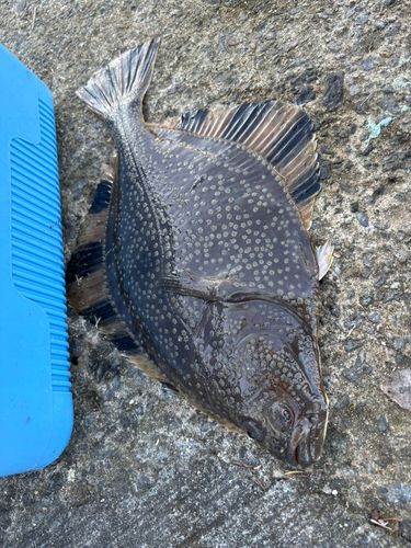 カワガレイの釣果