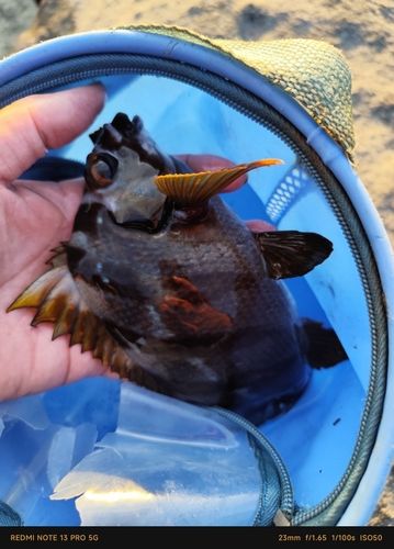 タカノハダイの釣果