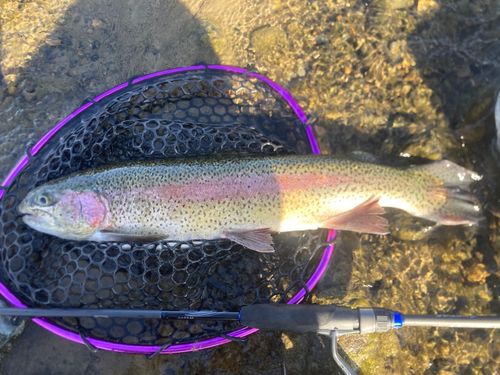 ニジマスの釣果