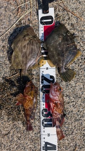 カワハギの釣果