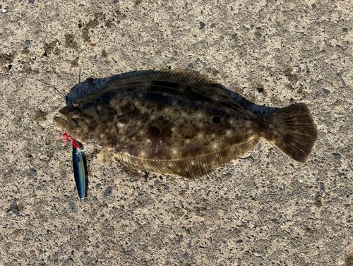 ヒラメの釣果