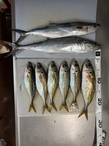 アジの釣果