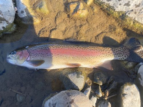 ニジマスの釣果