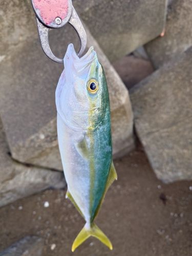 コゾクラの釣果