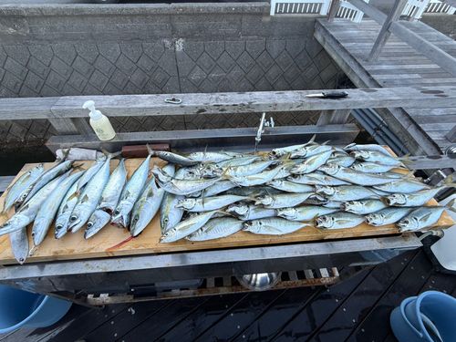アジの釣果