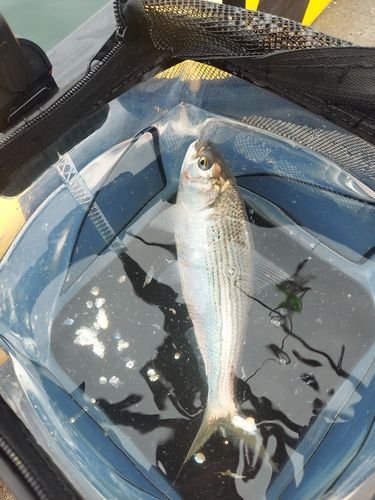 コノシロの釣果