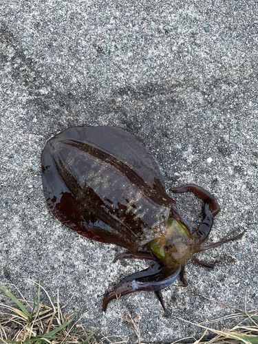 アオリイカの釣果