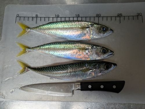 サバの釣果