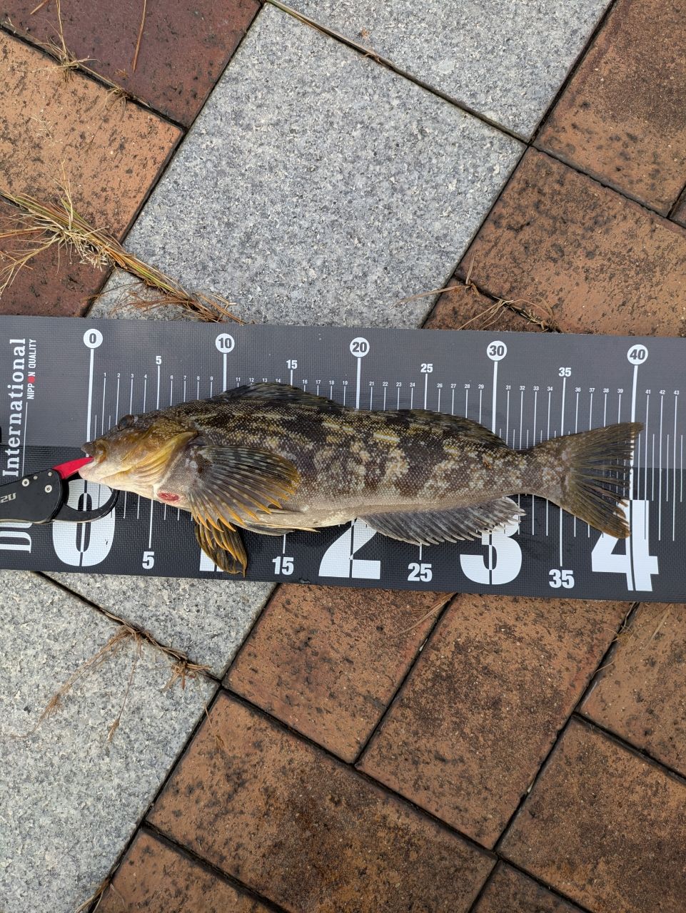 シマノ(SHIMANO) 22 ハードロッカーSS B810MH+ シマノ【ハードロッカーSS 】B810MH＋