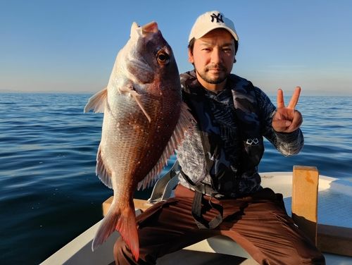 マダイの釣果